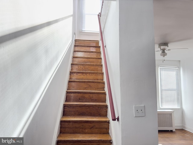 staircase featuring radiator, wood-type flooring, a healthy amount of sunlight, and ceiling fan