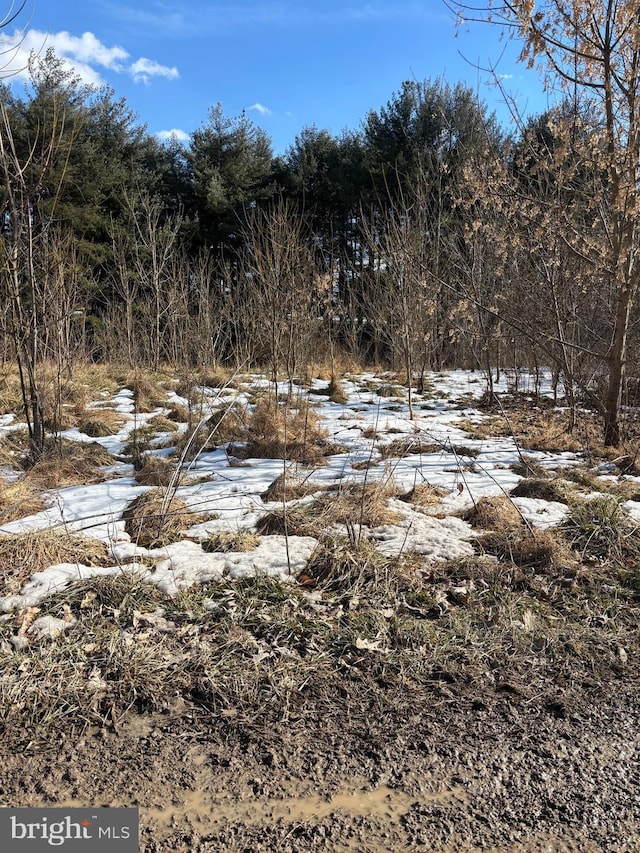 view of snow covered land featuring a forest view