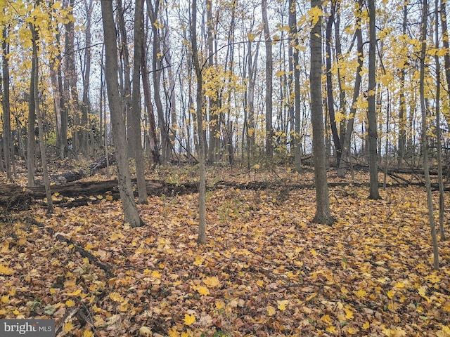 view of local wilderness