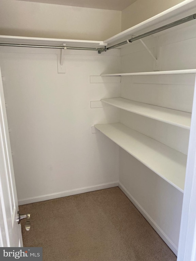 spacious closet featuring carpet