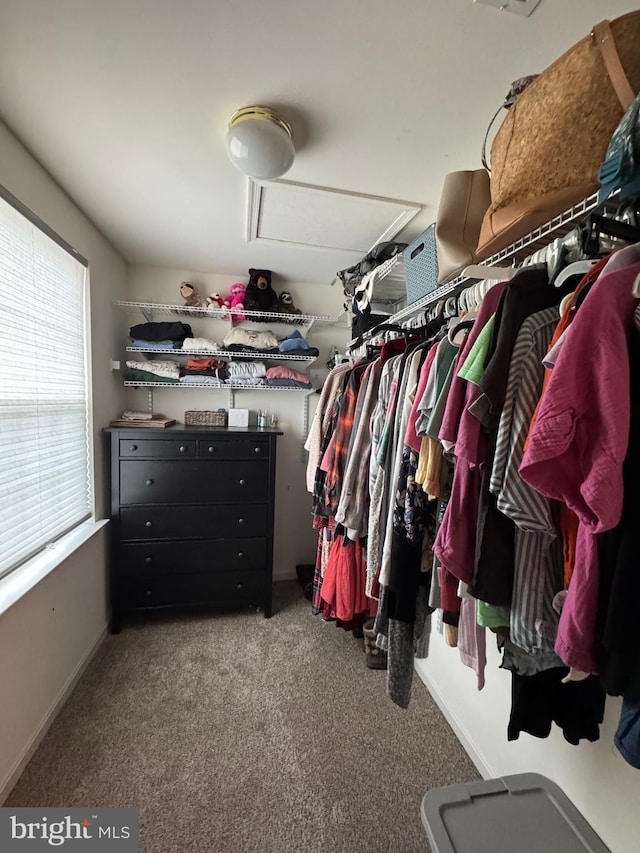 spacious closet featuring carpet floors