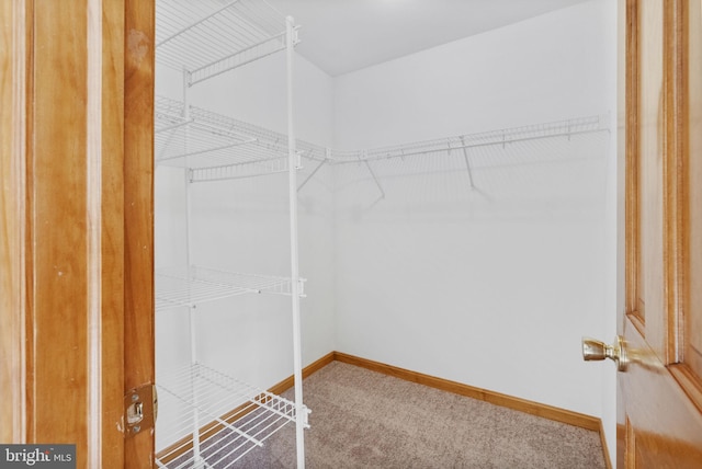 spacious closet featuring carpet floors