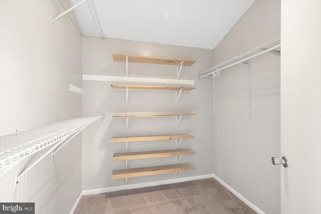 spacious closet featuring carpet floors