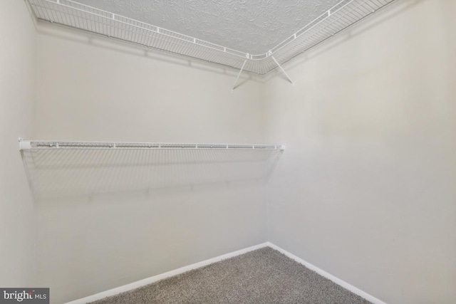 walk in closet featuring carpet flooring