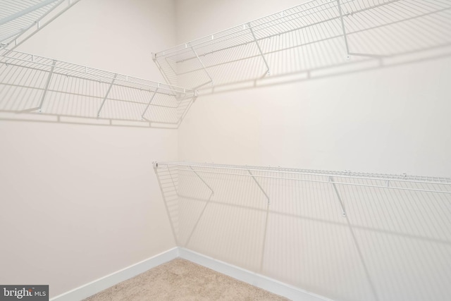 walk in closet featuring carpet