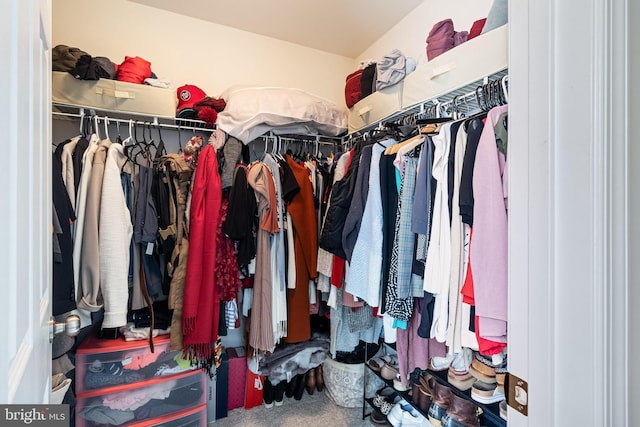 walk in closet with carpet floors