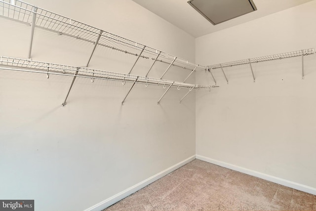 walk in closet featuring carpet floors