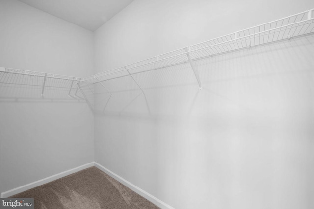 walk in closet with carpet flooring