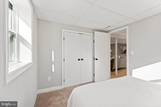 bedroom featuring a drop ceiling, light colored carpet, and a closet