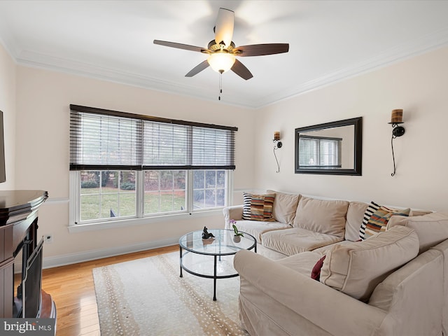 living room featuring crown molding, ceiling fan, and light wood-type flooring