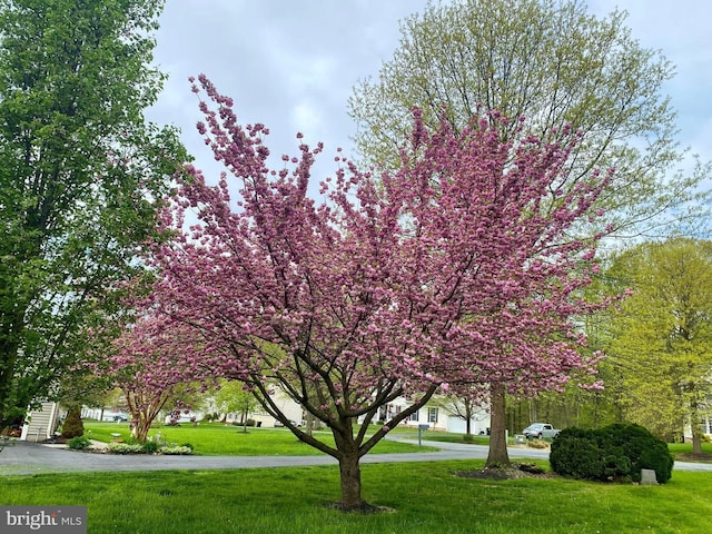 view of community featuring a lawn