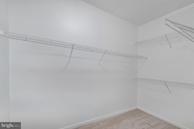 walk in closet with carpet floors