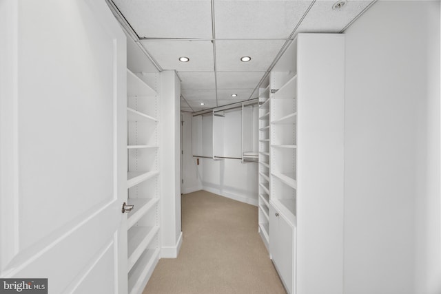 walk in closet featuring light colored carpet and a paneled ceiling