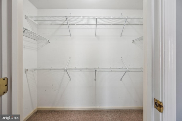 walk in closet featuring carpet flooring