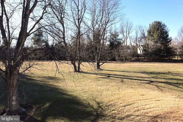 view of local wilderness