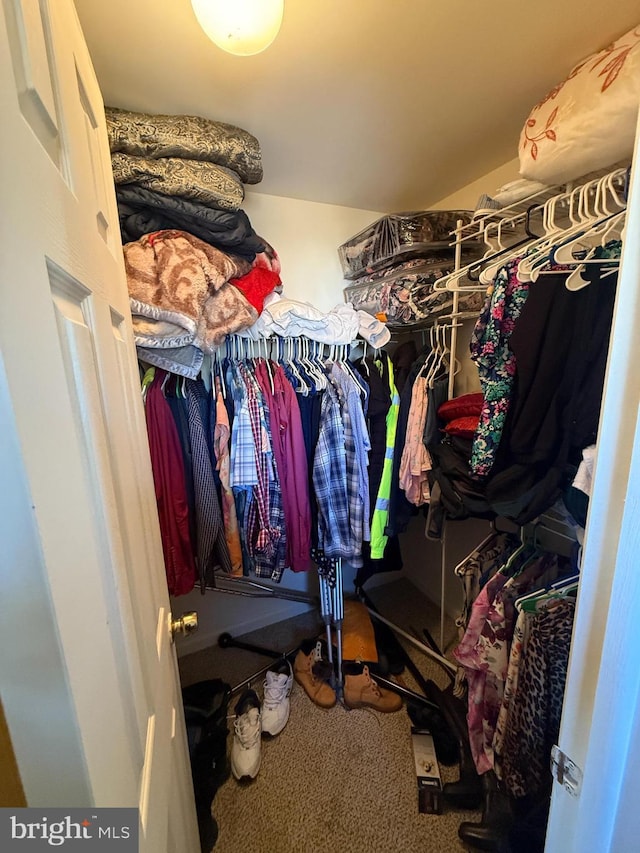 spacious closet featuring carpet floors