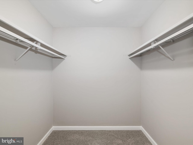 spacious closet featuring carpet