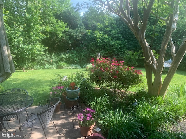 view of yard with a patio