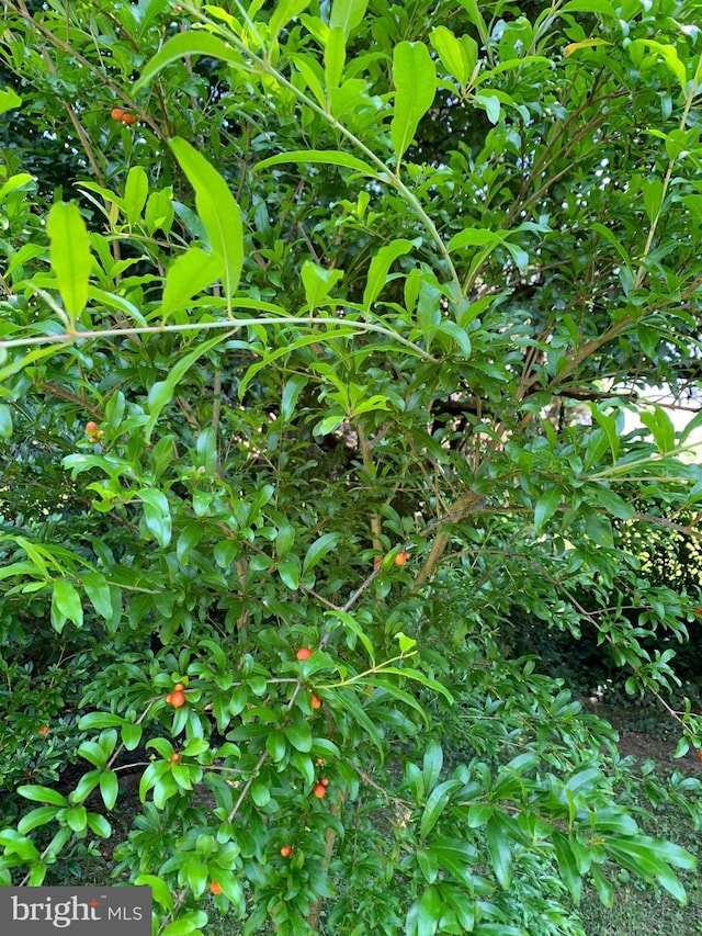 view of nature