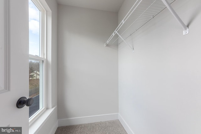 spacious closet featuring carpet flooring