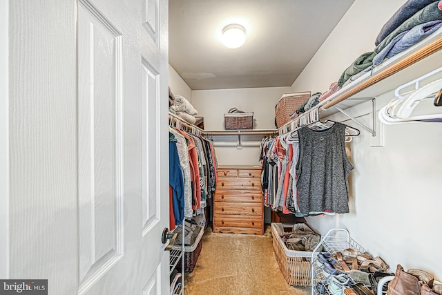 spacious closet featuring carpet flooring