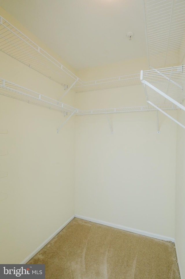 walk in closet featuring light colored carpet