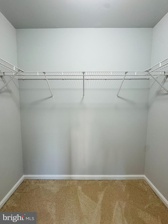 spacious closet with carpet