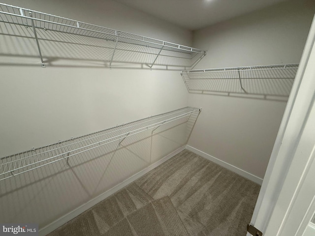 walk in closet featuring carpet floors