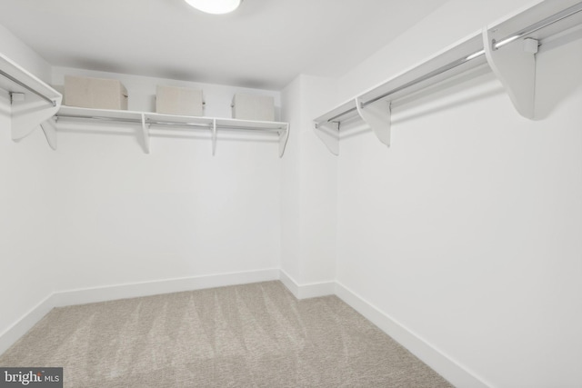 spacious closet with carpet