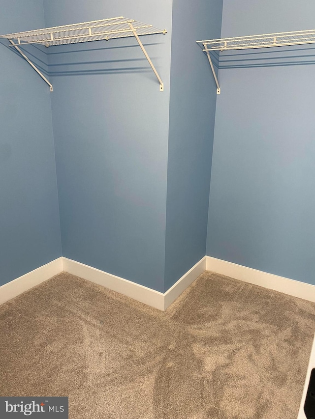 walk in closet featuring carpet flooring