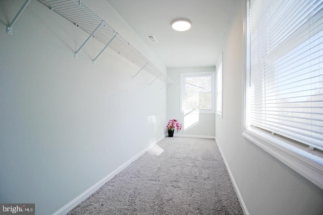 walk in closet featuring carpet flooring