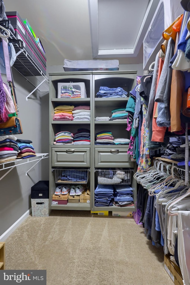 spacious closet featuring carpet flooring