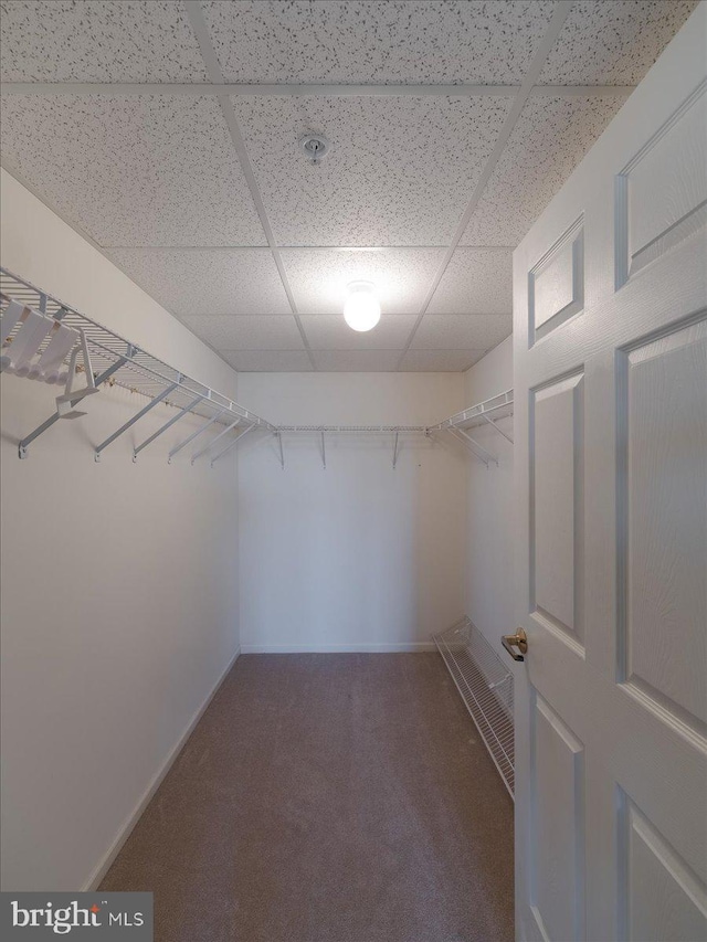 spacious closet featuring carpet floors and a drop ceiling