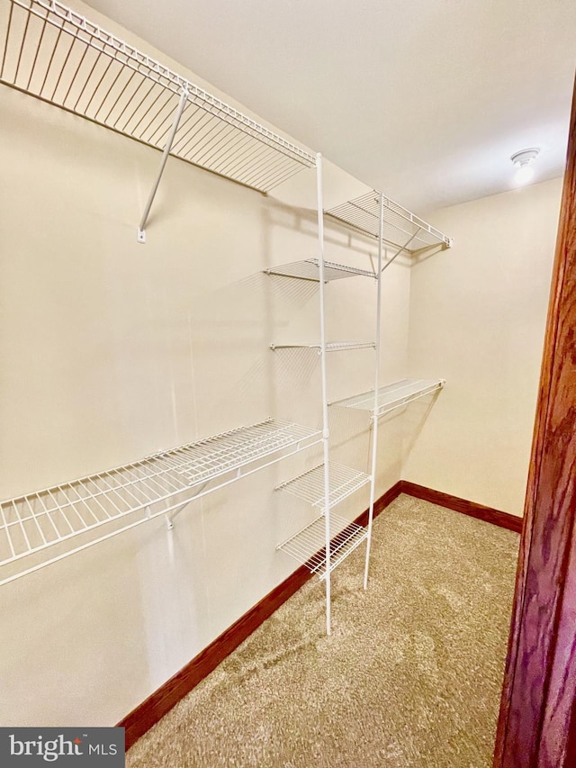 spacious closet with carpet