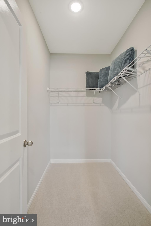 walk in closet featuring carpet floors