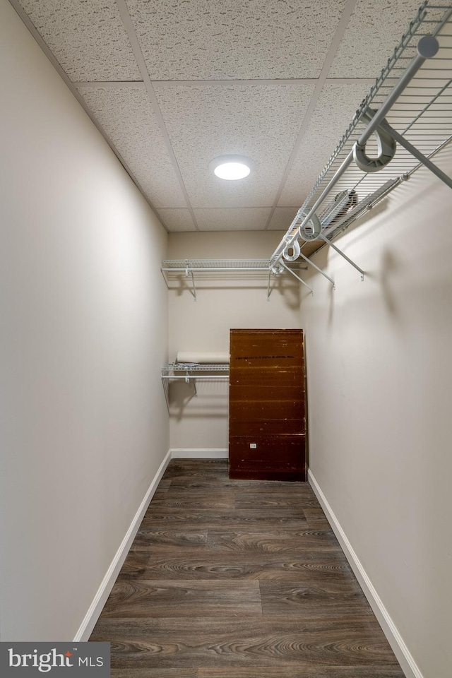 spacious closet with dark hardwood / wood-style floors and a drop ceiling