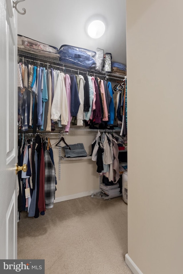 walk in closet featuring carpet floors