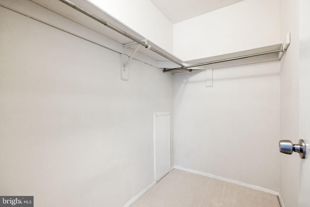 spacious closet featuring carpet flooring