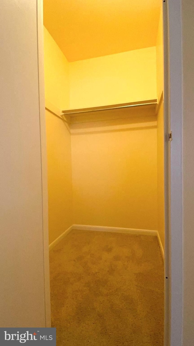 walk in closet featuring carpet flooring