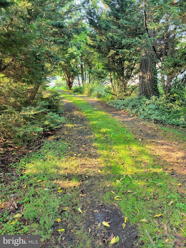 view of nature