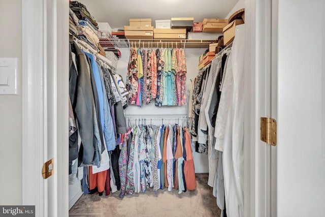 walk in closet with carpet flooring