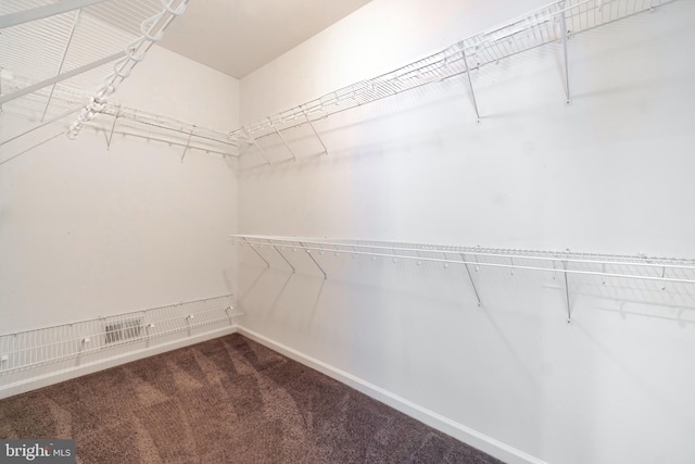 walk in closet featuring carpet