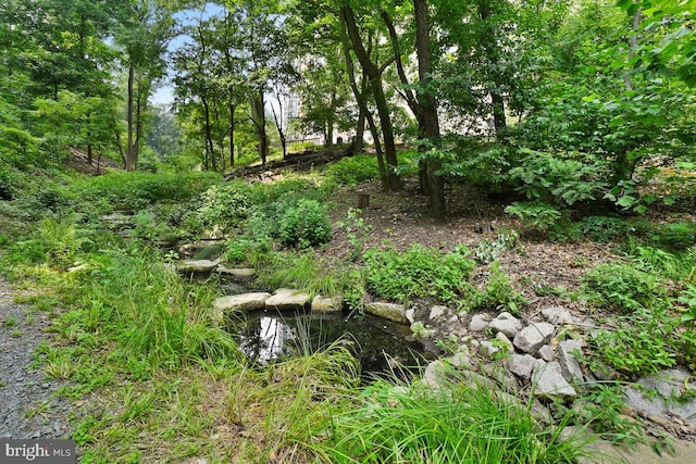 view of local wilderness