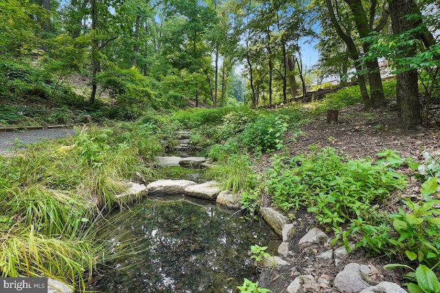 view of local wilderness