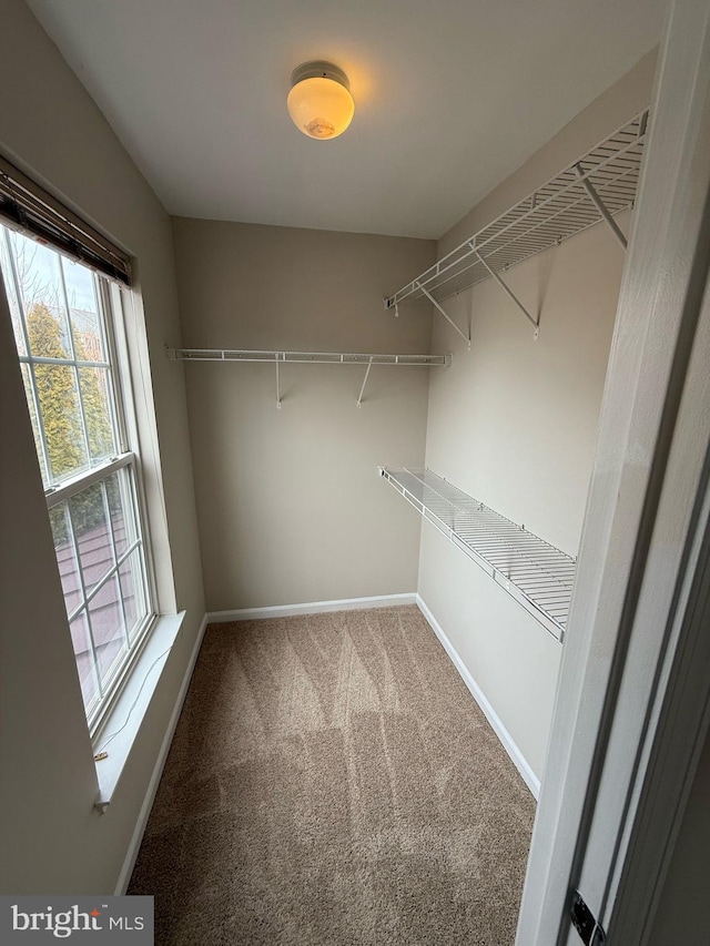 spacious closet with carpet