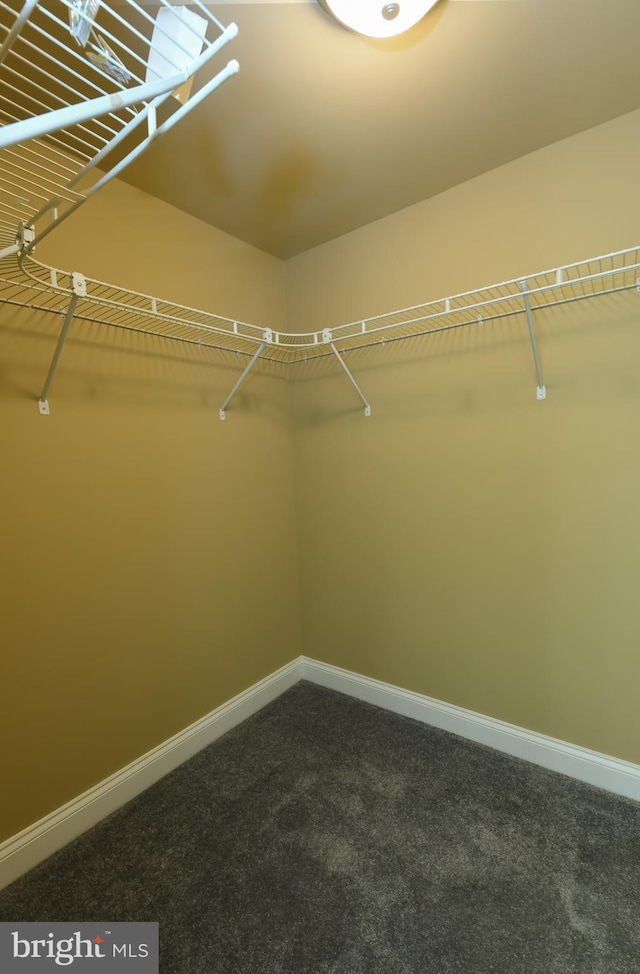 walk in closet with carpet flooring