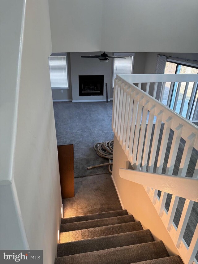 staircase with carpet flooring