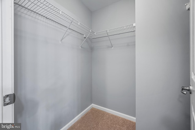 walk in closet with carpet flooring