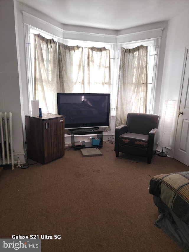 living room with a wealth of natural light, radiator heating unit, and carpet flooring