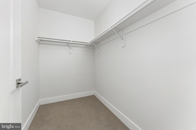 spacious closet featuring carpet flooring